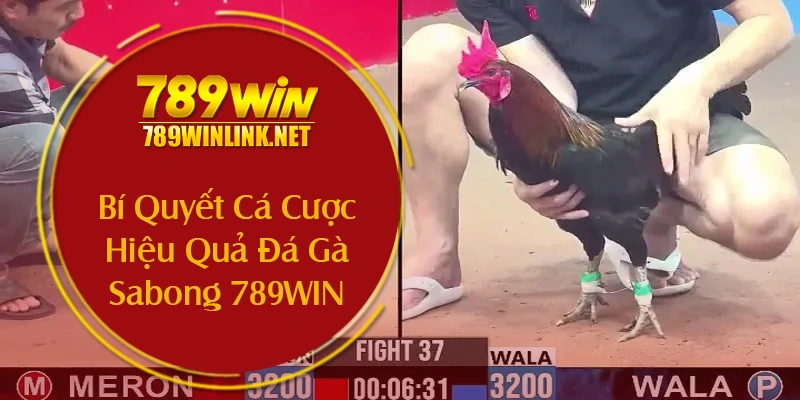 Bí Quyết Cá Cược Hiệu Quả Đá Gà Sabong 789WIN